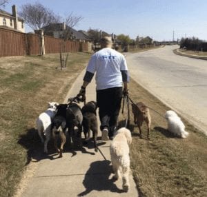 Mr. Pit walking the pack